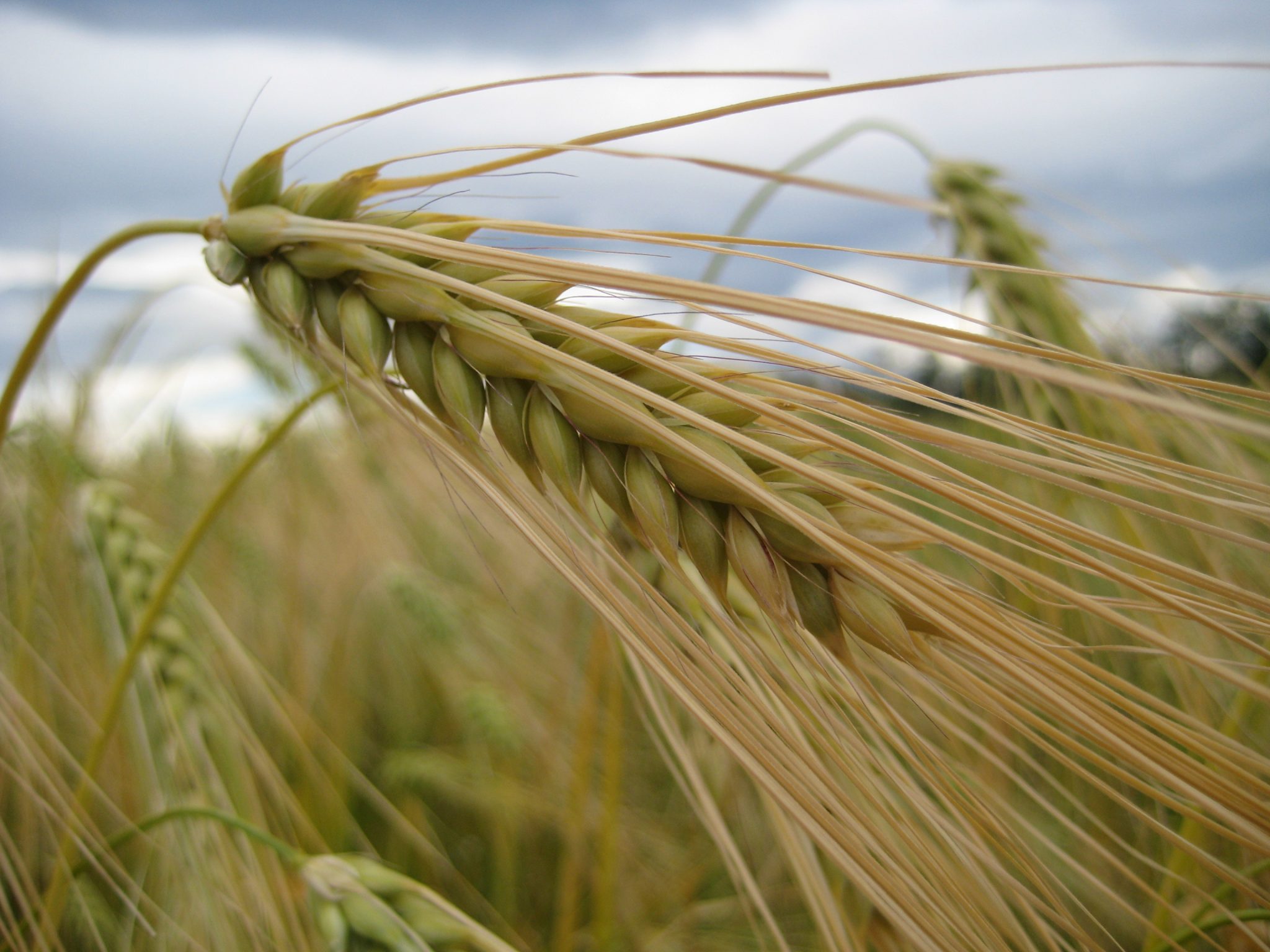 barley head Barley head